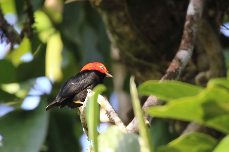 Red-capped Manakin male adult