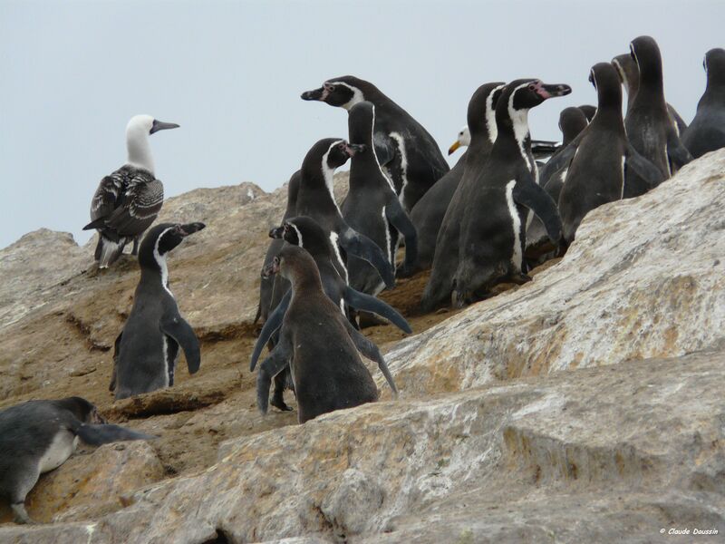 Humboldt Penguin