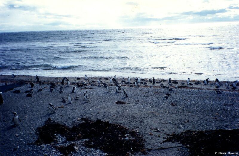 Magellanic Penguin