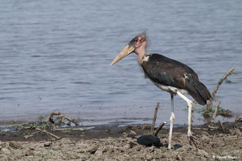 Marabou Stork