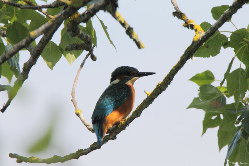 Common Kingfisher