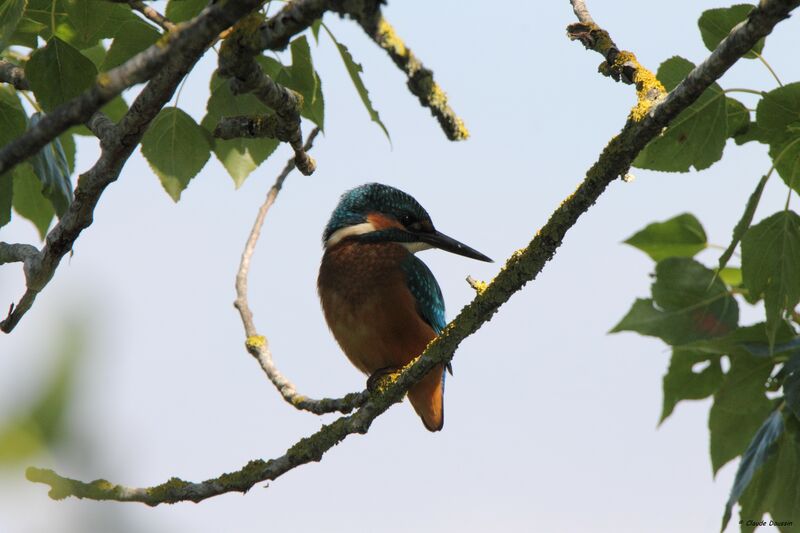 Common Kingfisher