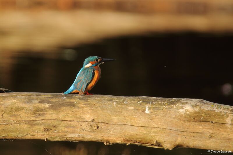 Common Kingfisher