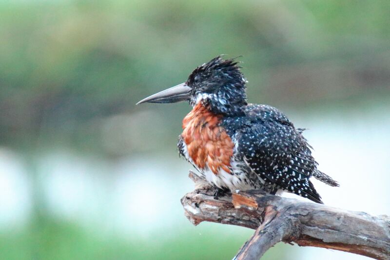 Giant Kingfisher