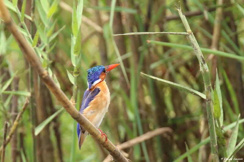 Malachite Kingfisher