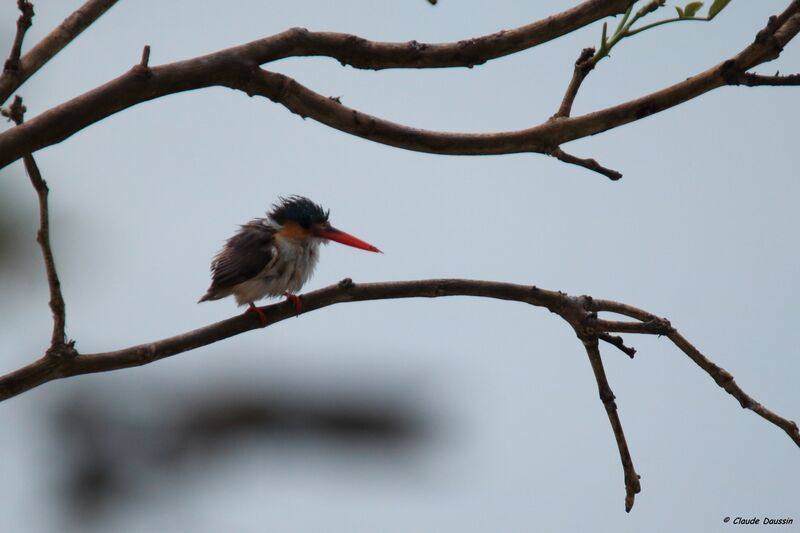 Malachite Kingfisher