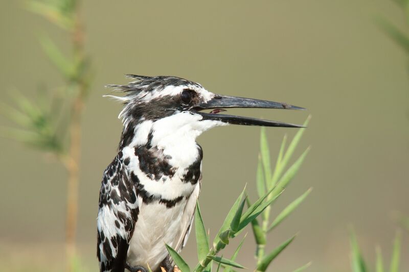 Pied Kingfisher