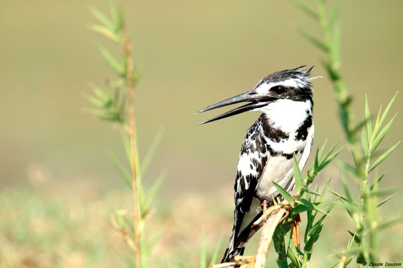 Pied Kingfisher