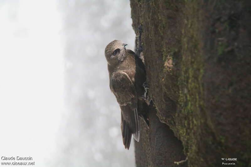 Great Dusky Swiftadult