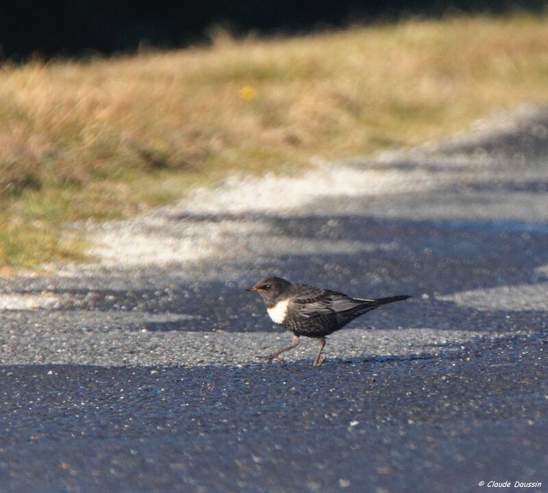 Ring Ouzel