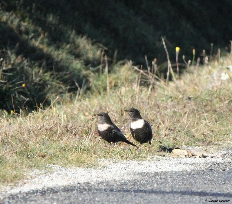 Ring Ouzel