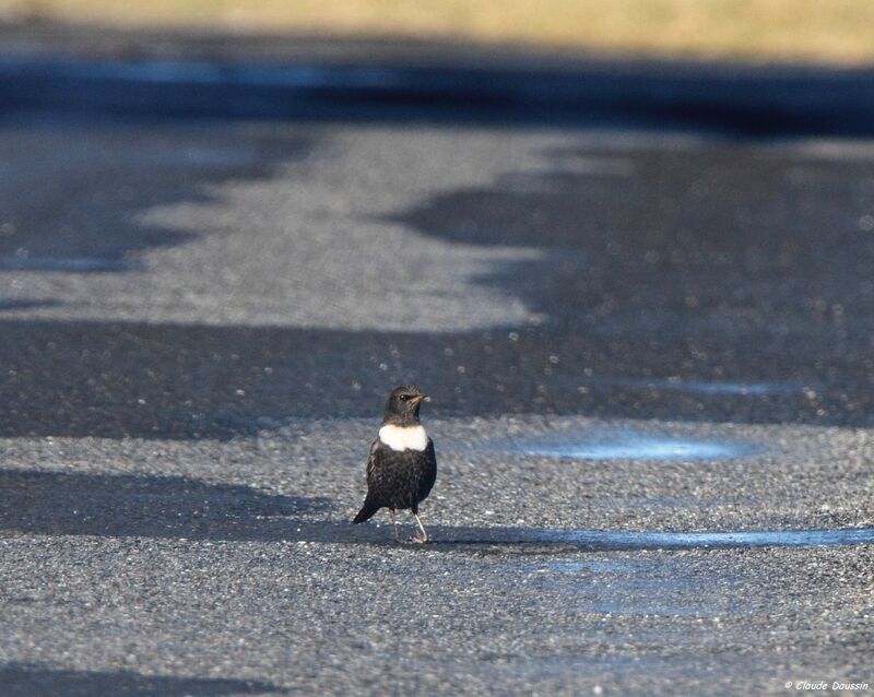 Ring Ouzel