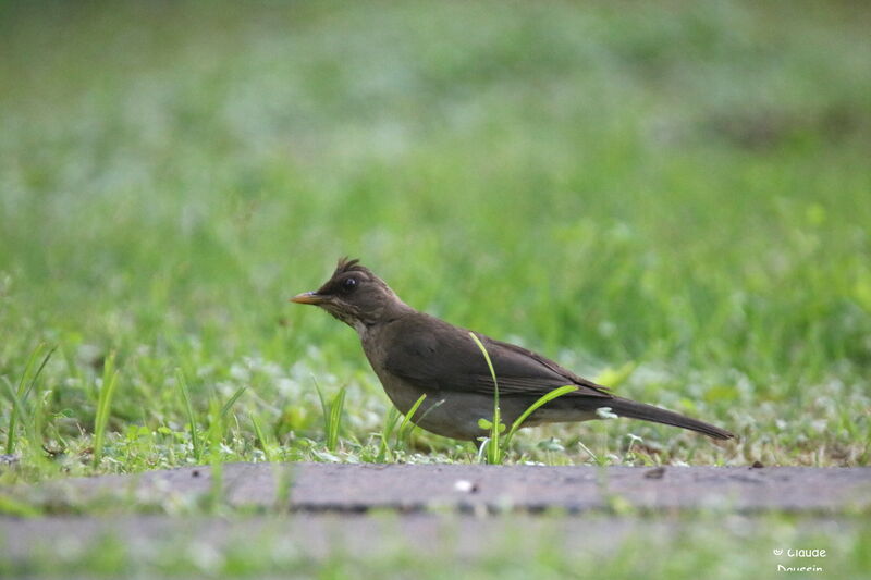 Creamy-bellied Thrush