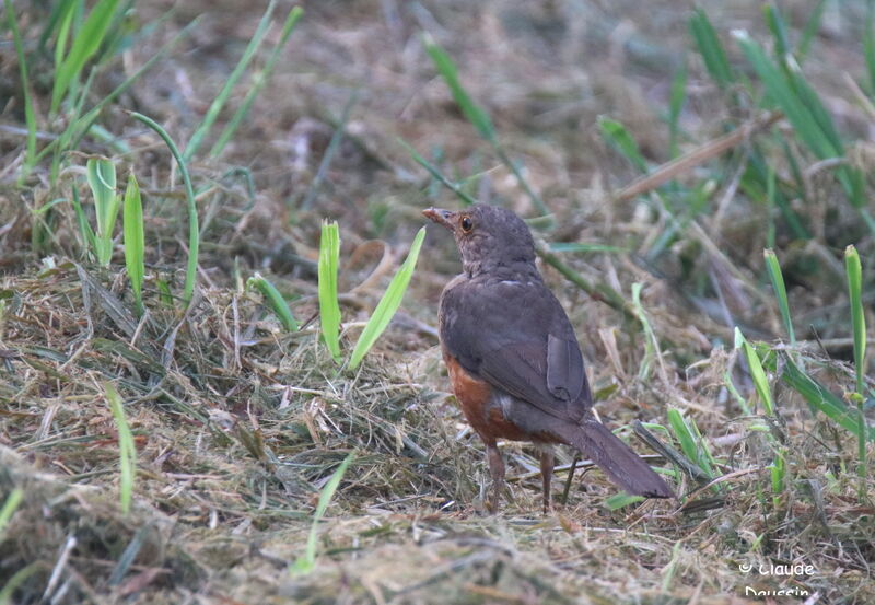 Rufous-bellied Thrush