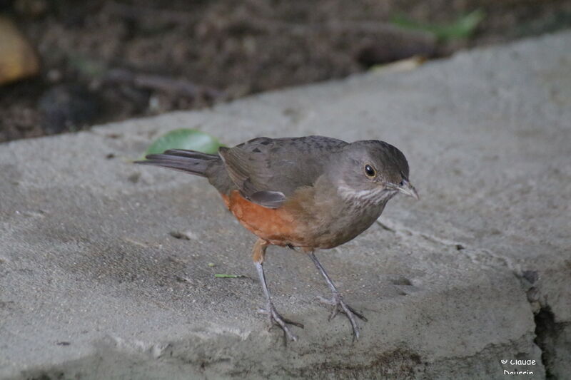 Rufous-bellied Thrush