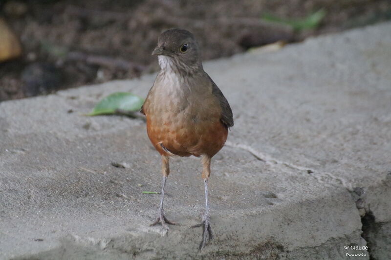 Rufous-bellied Thrush