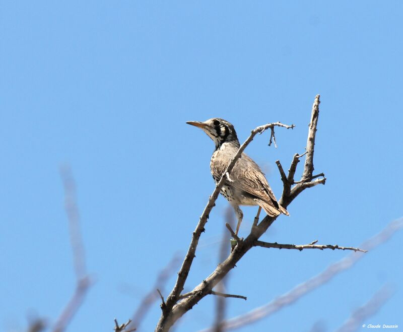 Groundscraper Thrush