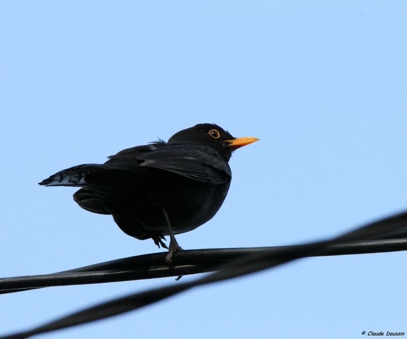 Common Blackbird