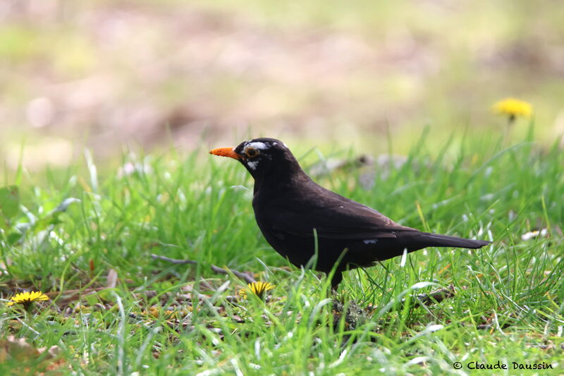 Common Blackbird