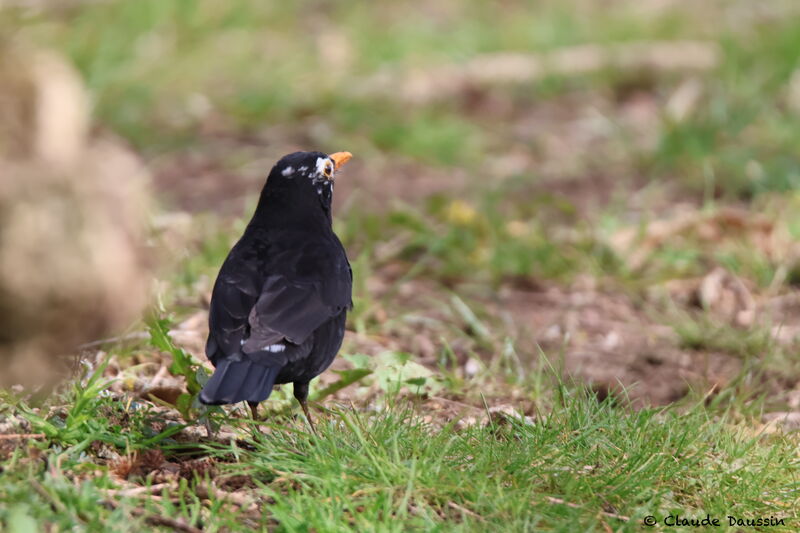 Common Blackbirdadult breeding