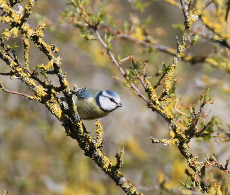 Mésange bleue