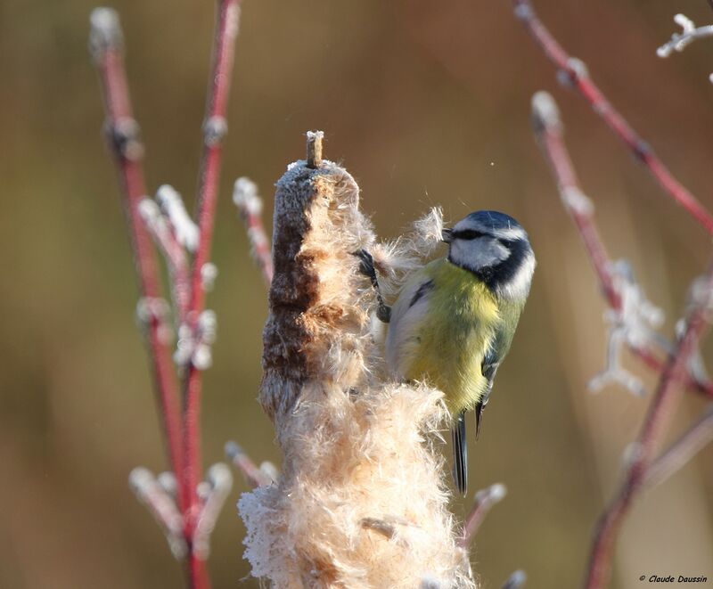 Mésange bleue