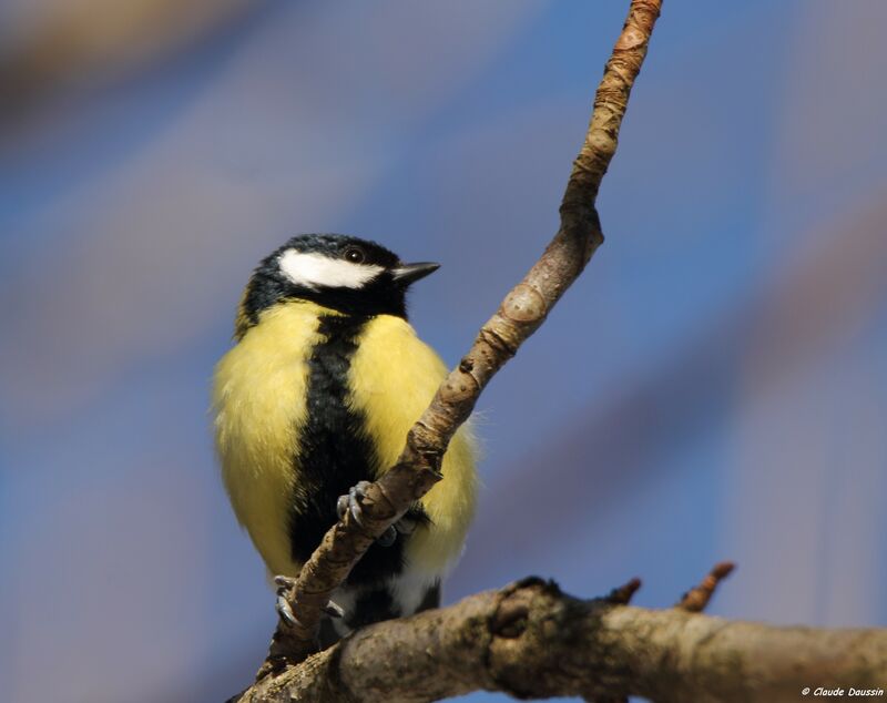 Mésange charbonnière