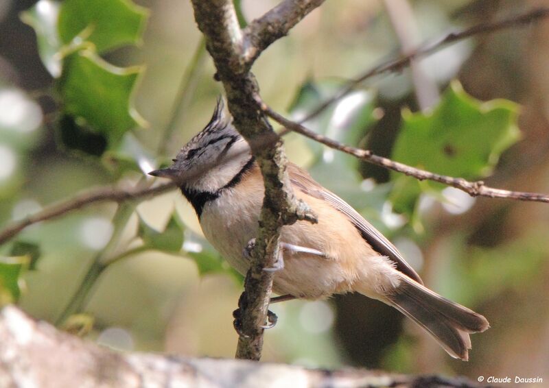 Crested Tit