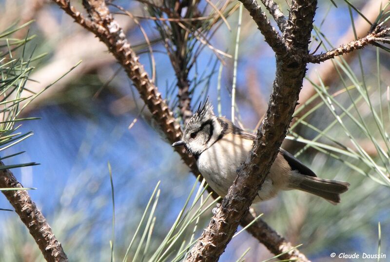 Crested Tit