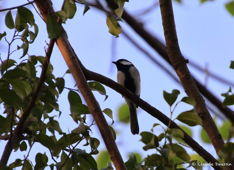 Cinereous Tit