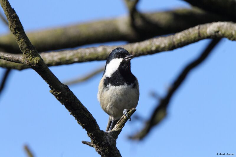 Mésange noire