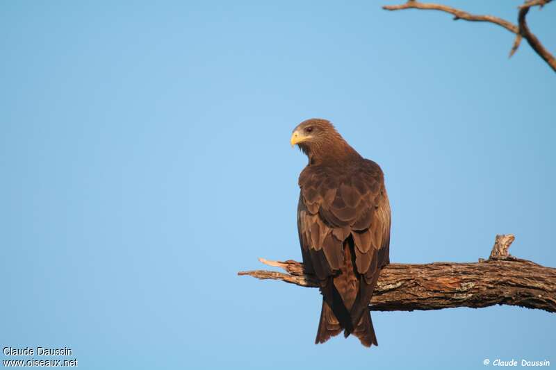 Yellow-billed Kiteadult, pigmentation