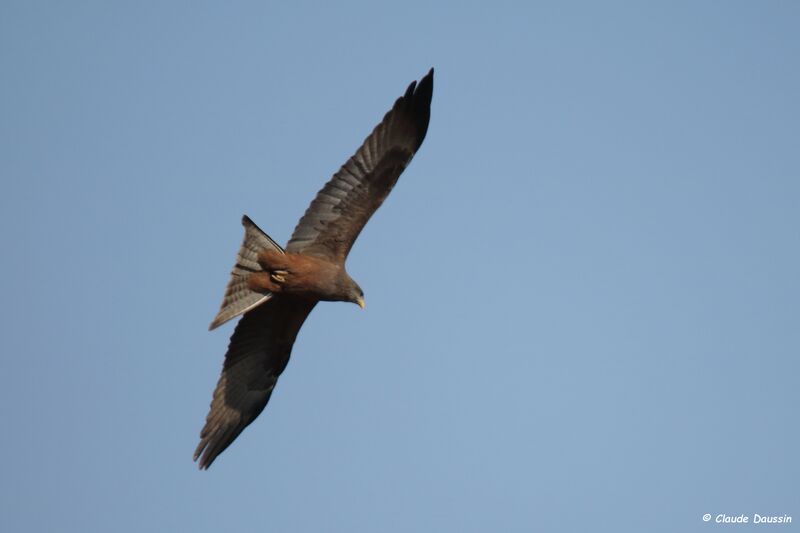 Yellow-billed Kite