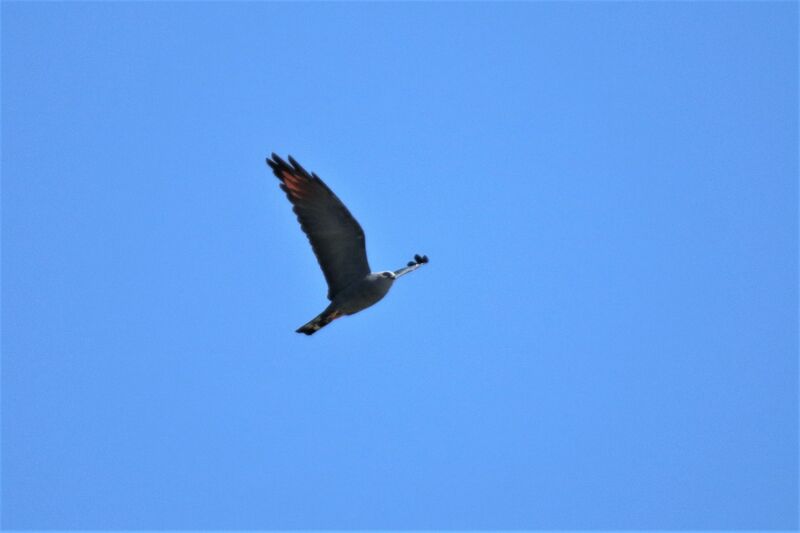 Plumbeous Kite