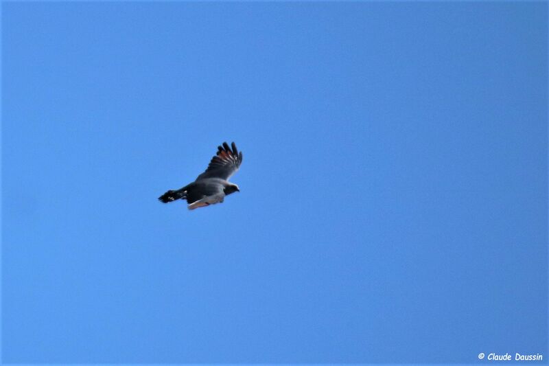 Plumbeous Kite