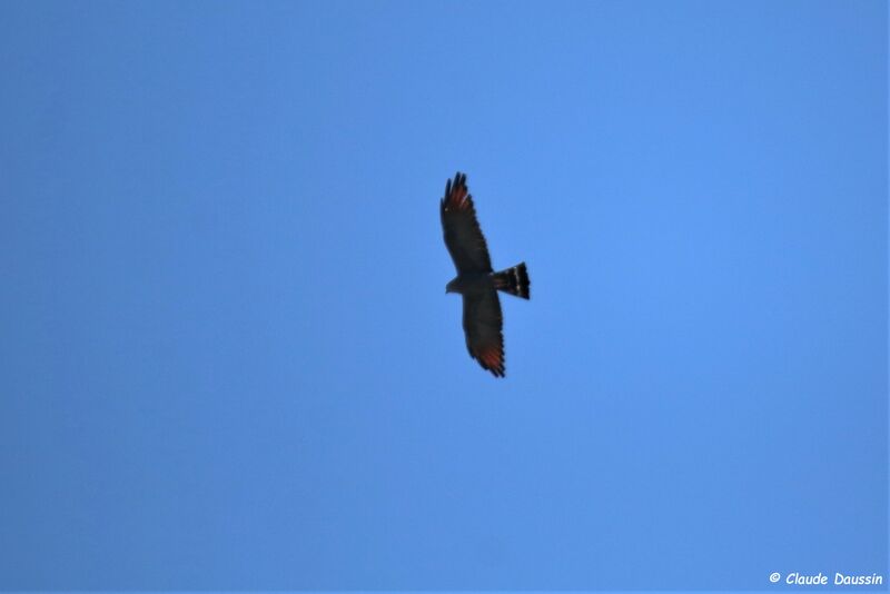 Plumbeous Kite