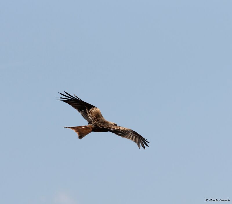 Red Kite