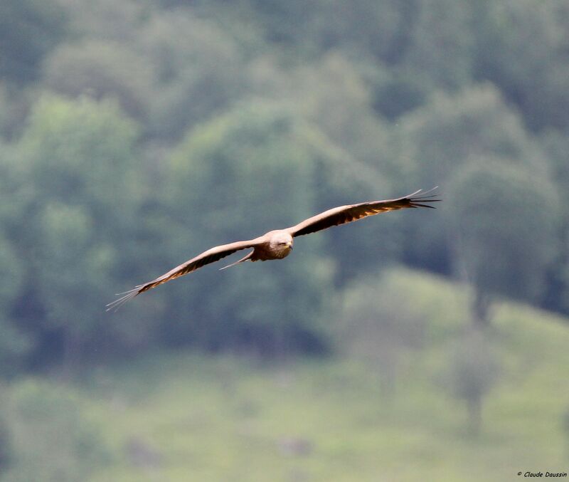 Red Kite