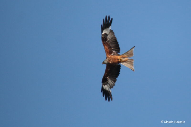 Red Kite