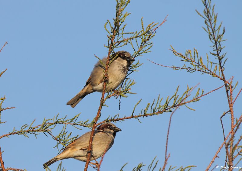 Moineau domestique