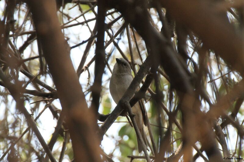 Moineau sud-africain