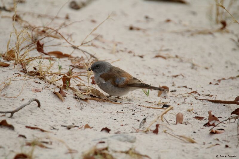 Moineau sud-africain