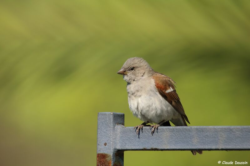 Moineau sud-africain