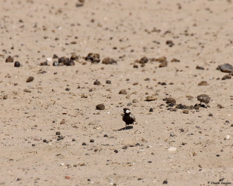 Grey-backed Sparrow-Lark