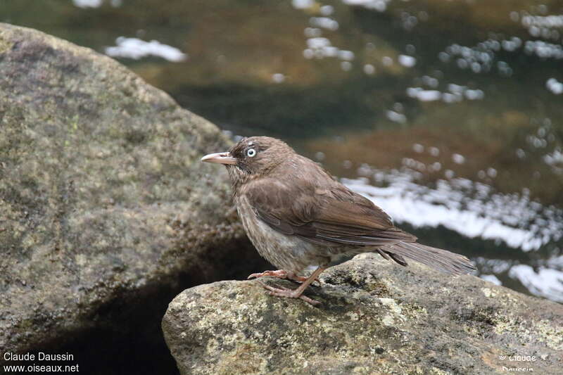 Pearly-eyed Thrasheradult, Behaviour