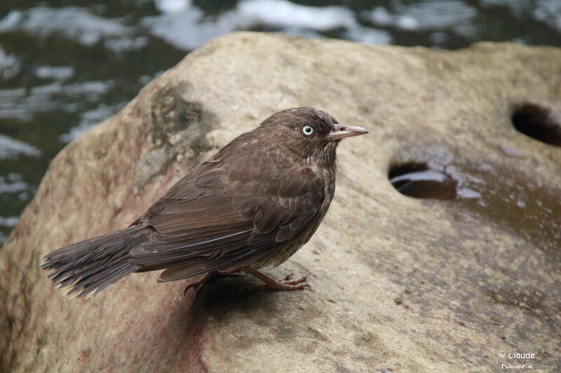 Pearly-eyed Thrasher