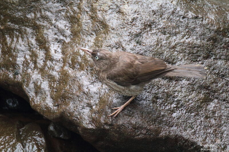 Pearly-eyed Thrasher