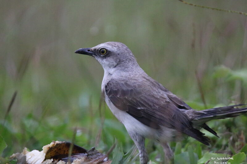 Tropical Mockingbird female adult