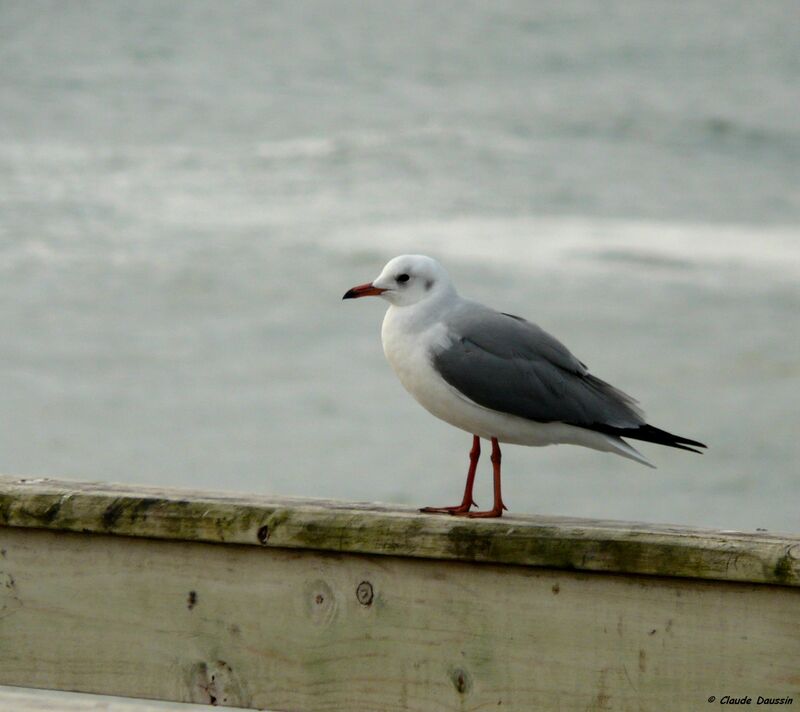 Mouette de Hartlaub