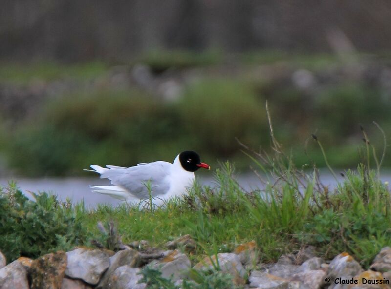 Mediterranean Gull